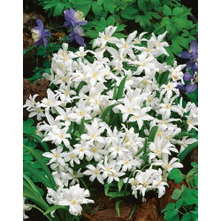 Chionodoxa Luciliae Alba - Glory of Snow Luciliae Alba - XXXL pack - 500 pcs