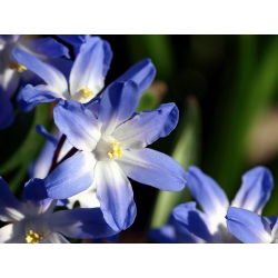 Chionodoxa forbesi blue - Glory of Snow forbesi blue - XXXL pack - 500 pcs