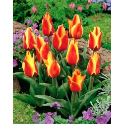 Tulipa Cape Cod - Tulip Cape Cod - XXXL förpackning 250 st