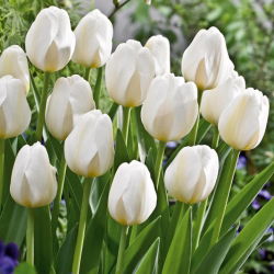 Tulipa City Of Vancouver - Tulipa City Of Vancouver - Confezione XXXL 250 pz