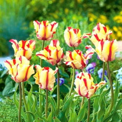 Tulipa Flaming Parrot - Tulip Flaming Parrot - XXXL balení 250 ks.