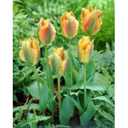 Tulipa Golden Artist - Tulip Golden Artist - XXXL pakke 250 stk.