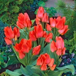 Tulipa Toronto - Tulip Toronto - XXXL pack  250 pcs
