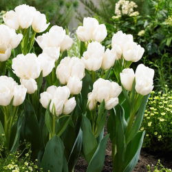 Tulipa Weisse Berliner - Tulip Weisse Berliner - XXXL förpackning 250 st