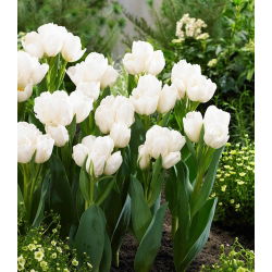 Tulipa Weisse Berliner - Tulip Weisse Berliner - XXXL förpackning 250 st
