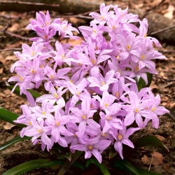 Chionodoxa Rose Queen - Glory of Snow Rose Queen - XXXL pack - 500 pcs