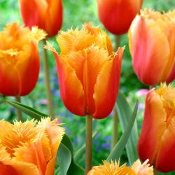 Tulipa Lambada - Tulipa Lambada - XXXL förpackning 250 st