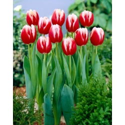 Tulipa Leen van der Mark - Tulip Leen van der Mark - XXXL pack  250 pcs
