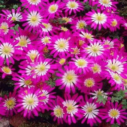 Anemone Pink Star - pachet XXXL - 400 buc.