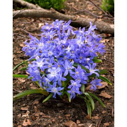 Glory of the snow - Chionodoxa luciliae - XXXL pack - 500 pcs; Bossier's glory-of-the-snow, Lucile's glory-of-the-snow