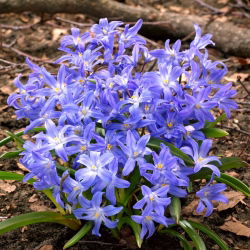 Glory of the snow - Chionodoxa luciliae - XXXL pack - 500 pcs; Bossier's glory-of-the-snow, Lucile's glory-of-the-snow