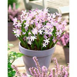 Chionodoxa forbesii Pink Giant - Glory of Snow forbesii Pink Giant - XXXL pack - 500 pcs