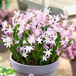 Chionodoxa forbesii Pink Giant - Glory of Snow forbesii Pink Giant - XXXL pack - 500 pcs