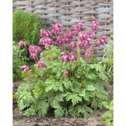 Western bleeding heart "Luxuriant" - XL pack - 50 pcs; wild bleeding heart, Pacific bleeding heart