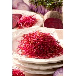 Sementes germinadas - Beterraba vermelha - 100 g - 
