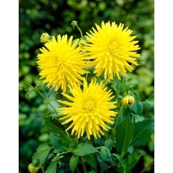 Dahlia - Kennemerland - XL pack - 50 pcs