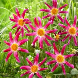 Dahlie - Honka Pink - XL-Packung - 50 Stk - 