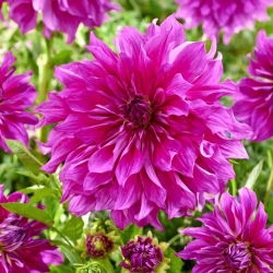 Dahlia - Taiheijo Roxo - pacote XL - 50 unid.