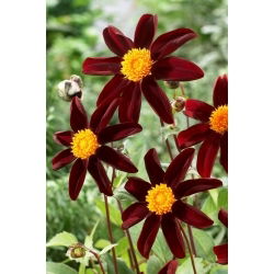Dahlie - Honka Dark - XL-Packung - 50 Stk - 