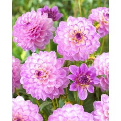 Dahlia - Blue Wish - XL pack - 50 st - 