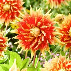 Dahlie - Autumn Sunburst - XL-Packung - 50 Stk - 