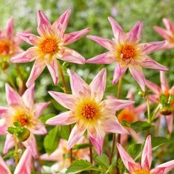 Dahlia - Fancy Pants - pacote XL - 50 unid.