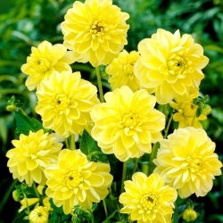 Dahlia - Glory of Heemstede - XL pack - 50 pcs