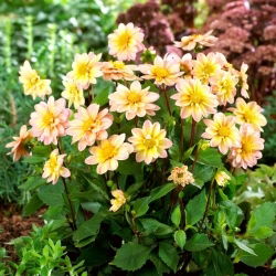 Dahlia - Topmix Apricot - XL pack - 50 pcs