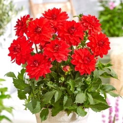 Dahlia - Heatwave - XL balení - 50 ks.