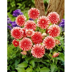 Dahlia - Musette - XL pack - 50 pcs
