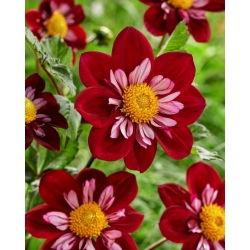Dahlia - Eefje - pacote XL - 50 unid.