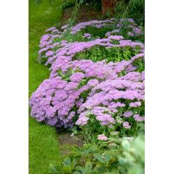Vera Jameson orpine - Sedum - seedling; livelong, frog's-stomach, harping Johnny, life-everlasting, live-forever, midsummer-men, Orphan John, witch's moneybags - XL pack - 50 pcs