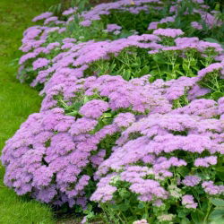 Vera Jameson orpine - Sedum - seedling; livelong, frog's-stomach, harping Johnny, life-everlasting, live-forever, midsummer-men, Orphan John, witch's moneybags - XL pack - 50 pcs