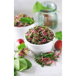 Semi per Germogli - Ravanello - Red Coral - 100 g - Germogli nutrienti per coltivazione domestica - Semi Freschi