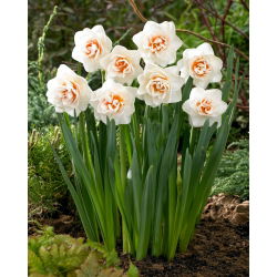 Narciso doble 'Gay Kybo' - Pack XL - 50 uds