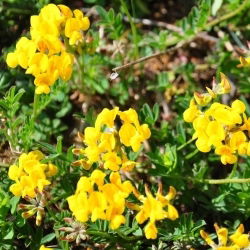 Lotus corniculatus - Lotus corniculatus - 1 kg - Belleza perenne, planta que mejora el suelo - Semillas frescas