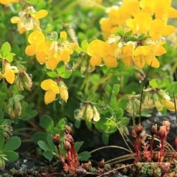 Lotus corniculatus - Lotus corniculatus - 1 kg - Belleza perenne, planta que mejora el suelo - Semillas frescas