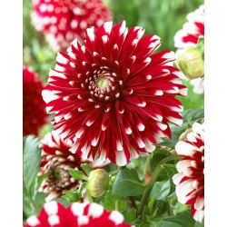 Dahlia - Little Tiger - Large Pack! - 10 pcs