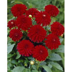 Dahlia - Melody Mambo - Large Pack! - 10 pcs