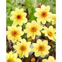 Dahlia - HS Feest - 