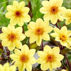Dahlia - HS Feest - 