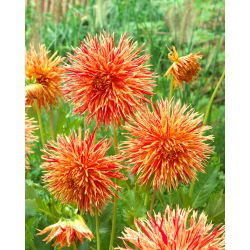 Dahlia - Firecracker de Rejman
