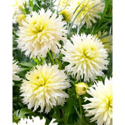 Dahlia - Ice Crystal