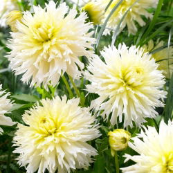 Dahlia - Ice Crystal