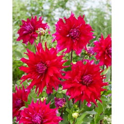 Dahlia - Jocondo