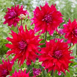 Dahlia - Jocondo