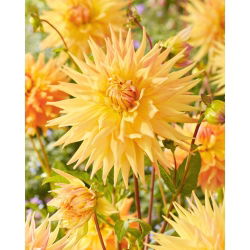 Dahlia - Penhill Autumn Shade