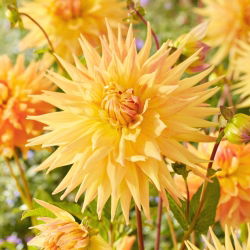 Dahlia - Penhill Autumn Shade
