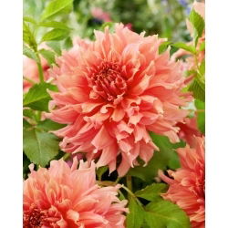 Dahlia - Fairway Spur