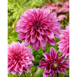Dahlia - Arthur Hambley